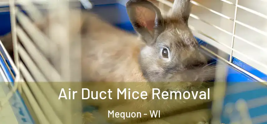 Air Duct Mice Removal Mequon - WI
